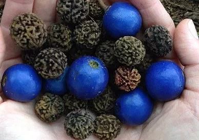 Large Rudraksh beads